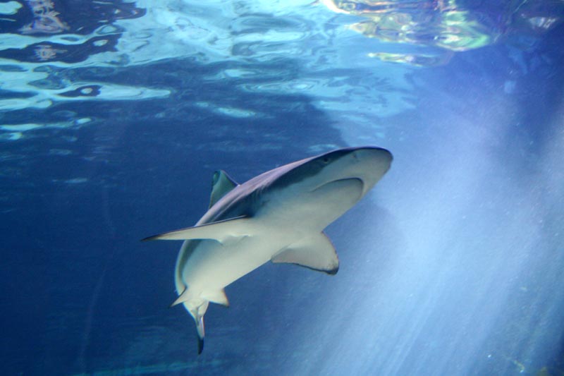 Killikus&reg; Fotographie